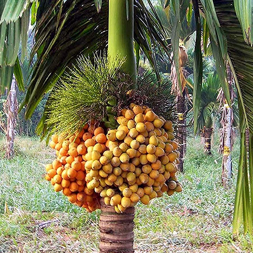 Betel Nut